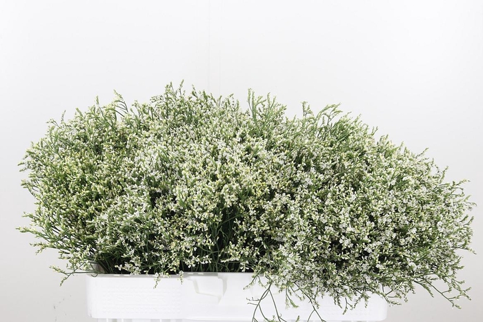 <h4>Lim Sin Clear Diamon</h4>