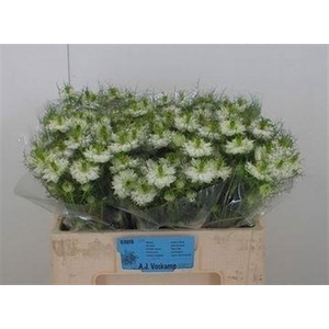 Nige D Bridal White