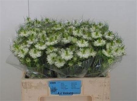 <h4>Nige D Bridal White</h4>
