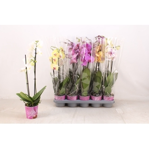 PHAL GEM 5 KL