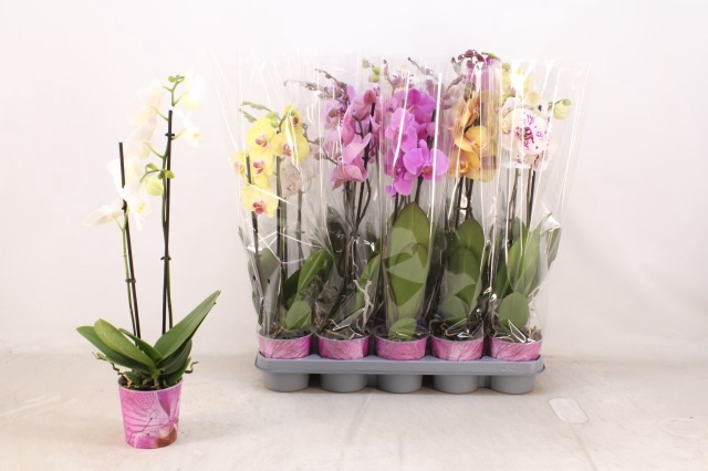 <h4>PHAL GEM 5 KL</h4>