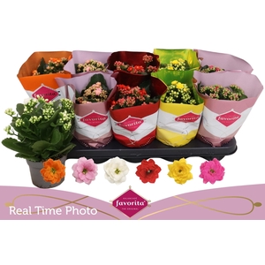 KAL GE PERF GEM 6 KL