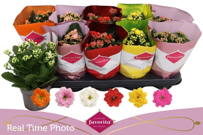 <h4>KAL GE PERF GEM 6 KL</h4>