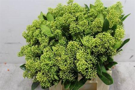 Skimmia Mag Finchy Bunch!