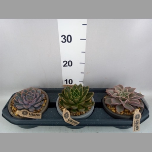 Echeveria   ...mix