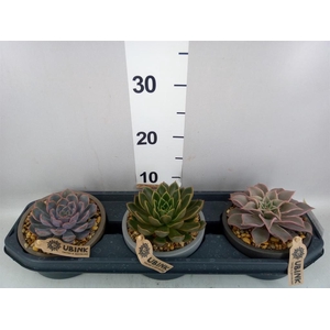 Echeveria   ...mix