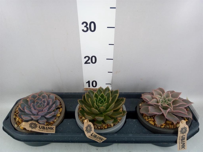 <h4>Echeveria   ...mix</h4>