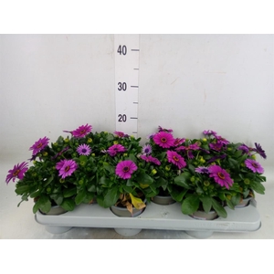Osteospermum  'Margarita Cool Purp'