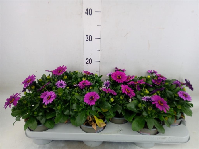 <h4>Osteospermum  'Margarita Cool Purp'</h4>