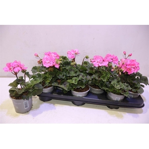 arr8 Pel Zon Tosc Hanna