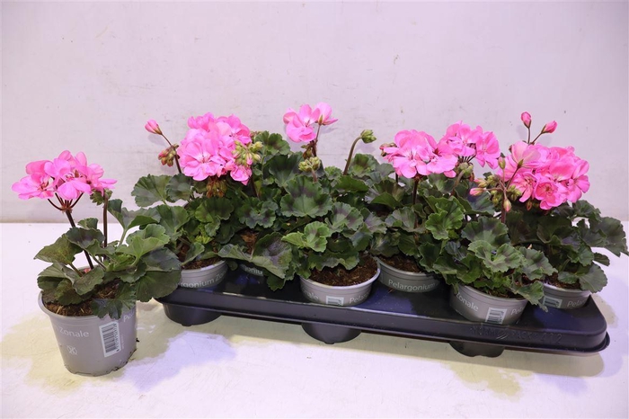 <h4>arr8 Pel Zon Tosc Hanna</h4>