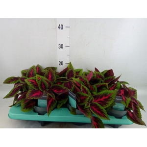 Plectranthus col. 'MSt Ruby Road'