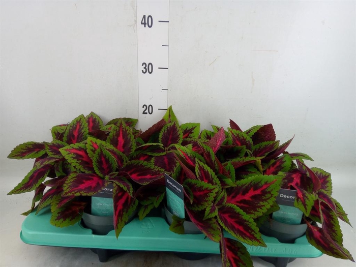 <h4>Plectranthus col. 'MSt Ruby Road'</h4>