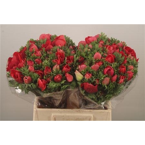 Anemone Mistral Red