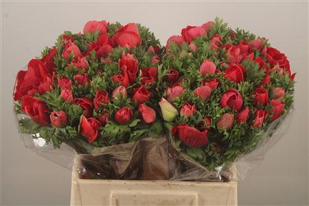<h4>Anemone Mistral Red</h4>