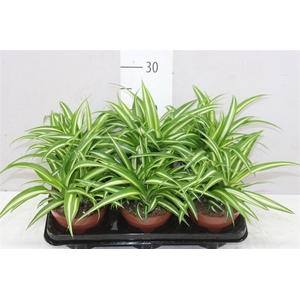 Chlorophytum Co Variegatum