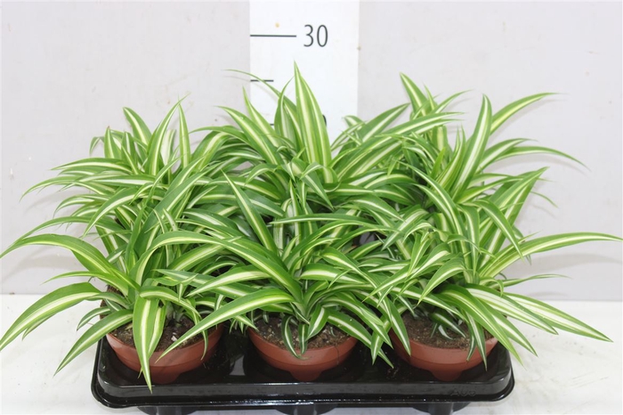 <h4>Chlorophytum Co Variegatum</h4>