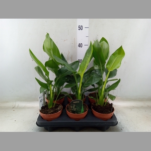 Strelitzia reg.   ...no flowers