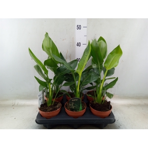 Strelitzia reg.   ...no flowers