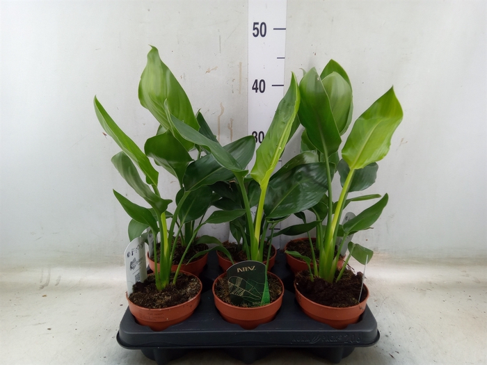 <h4>Strelitzia reg.   ...no flowers</h4>