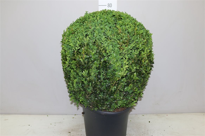 <h4>Buxus Semp Bol 50cm</h4>