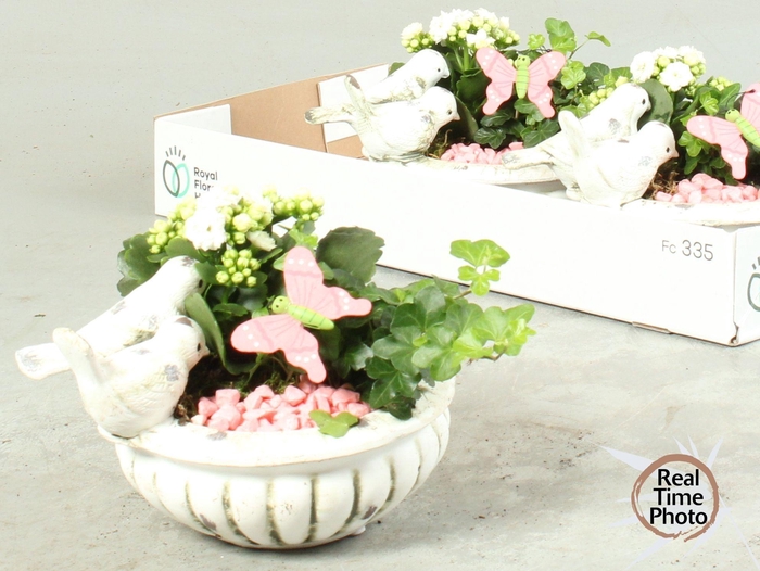 <h4>ARR KAMERPL</h4>