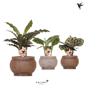 Kolibri Greens Calathea mix in Ancient pot brown mix