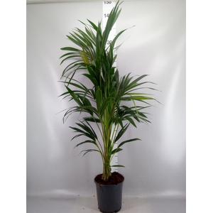 Howea forsteriana