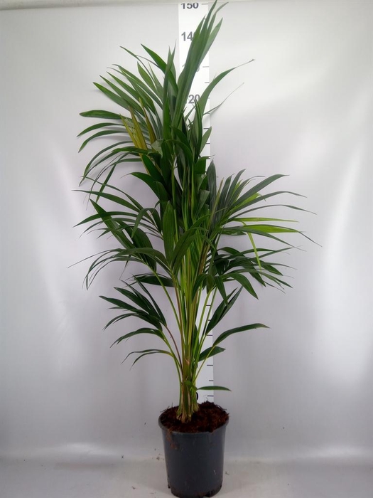 <h4>Howea forsteriana</h4>