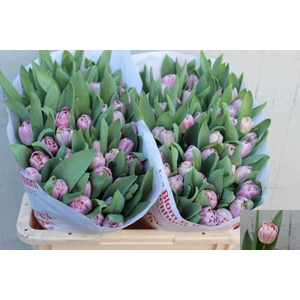 TU DUB ENDLESS LOVE 36 GR.