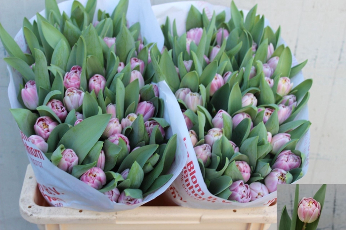 <h4>TU DUB ENDLESS LOVE 36 GR.</h4>