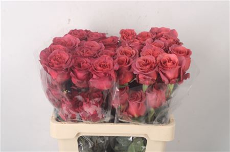 <h4>R Gr Ec Garden Razzmatazz</h4>