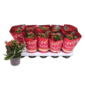 Kalan Bl Rood Kersthoes