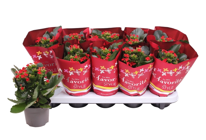 <h4>Kalan Bl Rood Kersthoes</h4>