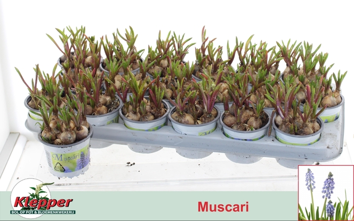 <h4>MUSCAR ATLANTIC</h4>