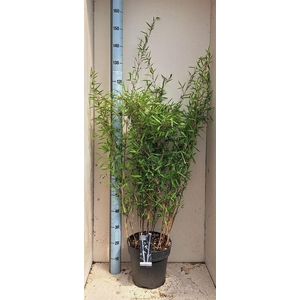 Fargesia nitida 'Black Pearl'