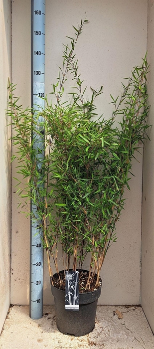 <h4>Fargesia nitida 'Black Pearl'</h4>