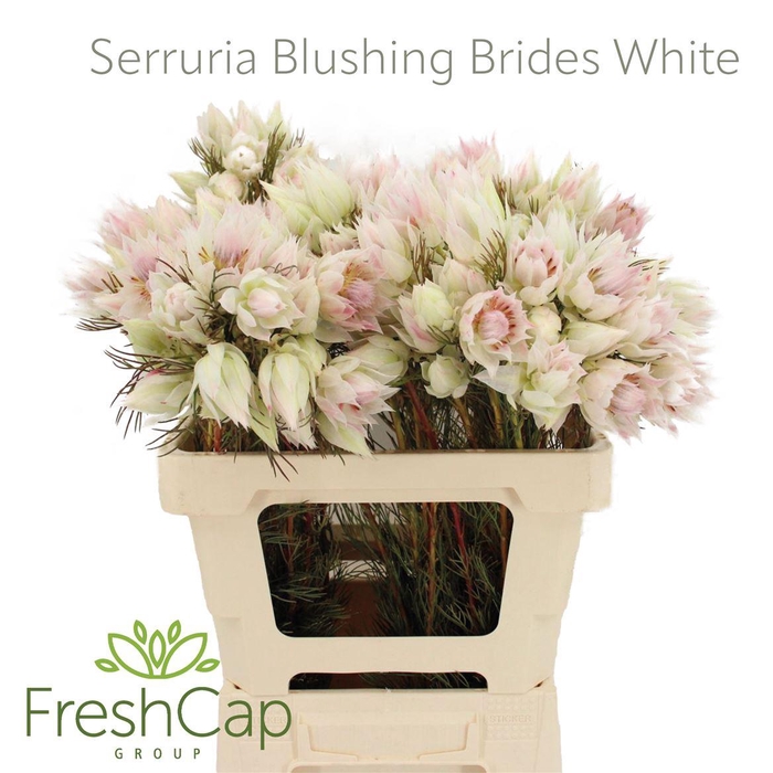 <h4>Serruria Blushing Brides White 4-5 Flwrs</h4>