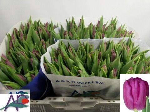 <h4>TU EN PURPLE PRINCE</h4>