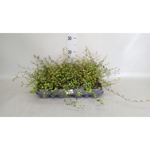 Muehlenbeckia com. 'Mao'ri'