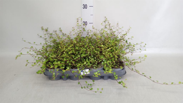 <h4>Muehlenbeckia com. 'Mao'ri'</h4>