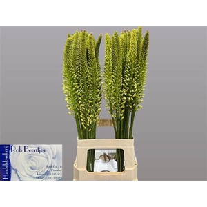 Eremurus Yellow Rebe