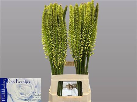 <h4>Eremurus Yellow Rebe</h4>