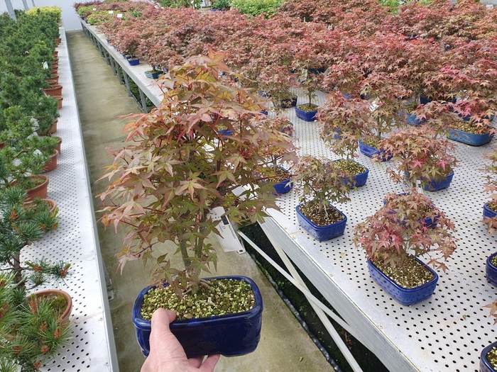 <h4>Acer palmatum Deshojo</h4>