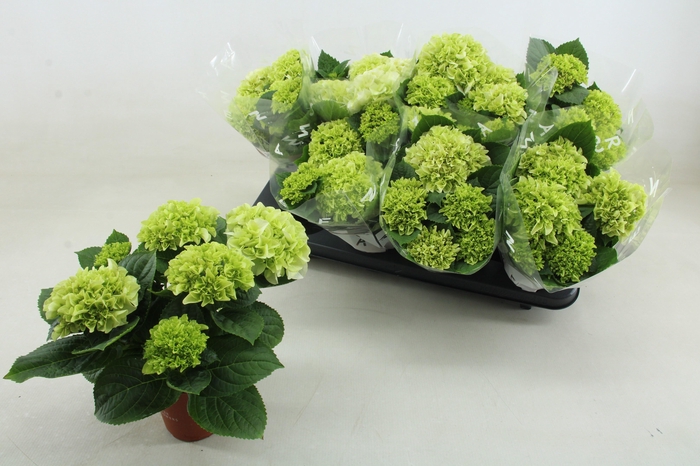 <h4>HYDR M WUDU</h4>