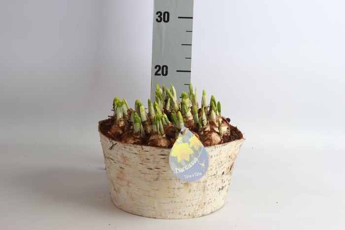 <h4>ARR NARCISSUS</h4>