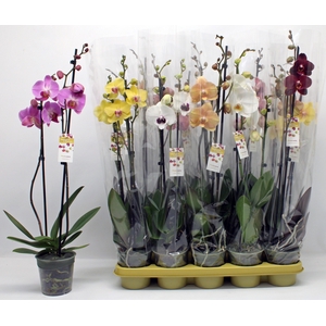 PHAL GEM