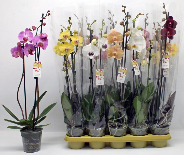 <h4>PHAL GEM</h4>