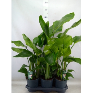 Strelitzia nicolai