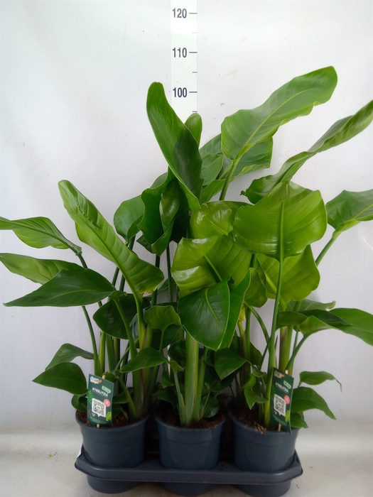 <h4>Strelitzia nicolai</h4>